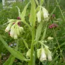 Comfrey (plant) Visuel 2