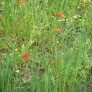 coquelicot-papaver-dubium-fleurs