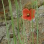 Long-headed Poppy Visuel 4
