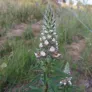 Grecian foxglove  (seeds) Visuel 2