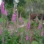 Purple foxglove (plant) Visuel 2