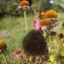 graines d'echinacee pourpre