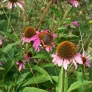 Purple coneflower (seeds) Visuel 3