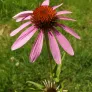 Purple coneflower (plant) Visuel 2