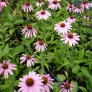 Purple coneflower (plant) Visuel 3