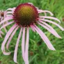Pale coneflower (plant) Visuel 1