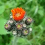 Orange Hawkweed, Devil's Paintbrush (plant) Visuel 2