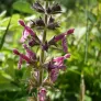 Hedge Woundwort (seeds) Visuel 2