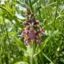 Hedge Woundwort (seeds) Visuel 3