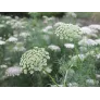 ammi visnaga flowers