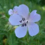 Fleur de geranium pratense
