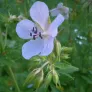 Meadow Cranesbill (plant) Visuel 2