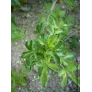 siberian ginseng plant