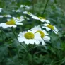 Feverfew (seeds) Visuel 3