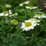Feverfew (seeds) Visuel 4
