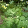 Feverfew (plant) Visuel 1