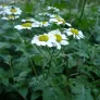 Feverfew (plant) Visuel 2
