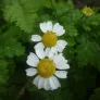 Feverfew (seeds) Visuel 2