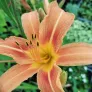 fleur d'hémérocalle orange