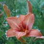 Orange Daylily (plant) Visuel 2