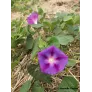 ipomee-bleue-ipomoea-purpurea-fleur-graines