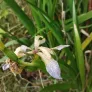 Stinking Iris (plant) Visuel 2
