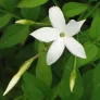 Summer jasmine (plant) Visuel 2
