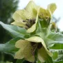 Black henbane (seeds) Visuel 3
