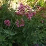 Red valerian (seeds) Visuel 3