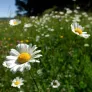 Ox-eye Daisy, Moon Daisy (plant) Visuel 2