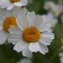 Ox-eye Daisy, Moon Daisy (seeds) Visuel 1