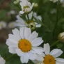 plant de margueritte en fleur