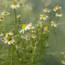 German Camomile, Scented Mayweed (seeds) Visuel 2