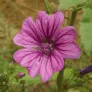 Fleur de mauve de Mauritanie
