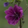 Fleur de mauve de Mauritanie