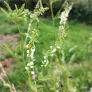 White sweetclover (seeds) Visuel 3