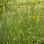 Yellow Melilot, Sweet Clover (seeds) Visuel 2
