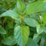 feuilles de menthe bergamote