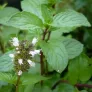 feuilles de menthe poivrée