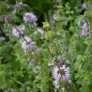 Pennyroyal (plant) Visuel 2