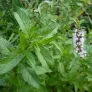 Spearmint (plant) Visuel 2