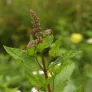 Spearmint (plant) Visuel 3