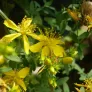 Common St. John's-wort (seeds) Visuel 2
