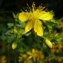 Common St. John's-wort (seeds) Visuel 3