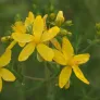 fleurs de millepertuis perforé