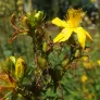 Common St. John's-wort (plant) Visuel 2