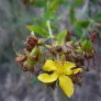 Common St. John's-wort (plant) Visuel 3