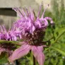 Mint-leaved bergamot (plant) Visuel 3
