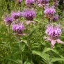 Mint-leaved bergamot (plant) Visuel 2