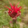 fleur de monarde rouge